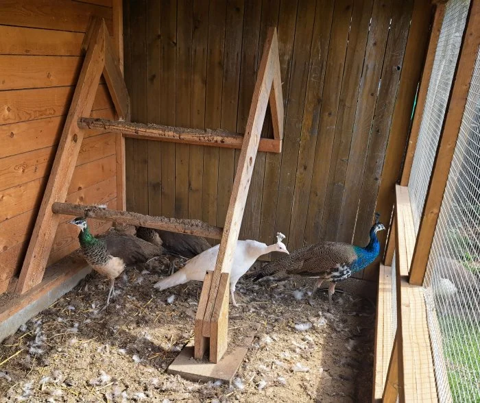 Páv a pávice korunkaté