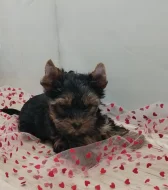 Jorkšírský/Yorkšírský teriér - kluci s PP FCI