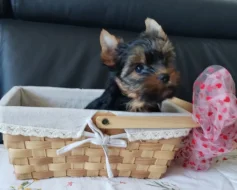 Jorkšírský/Yorkšírský teriér - kluci s PP FCI