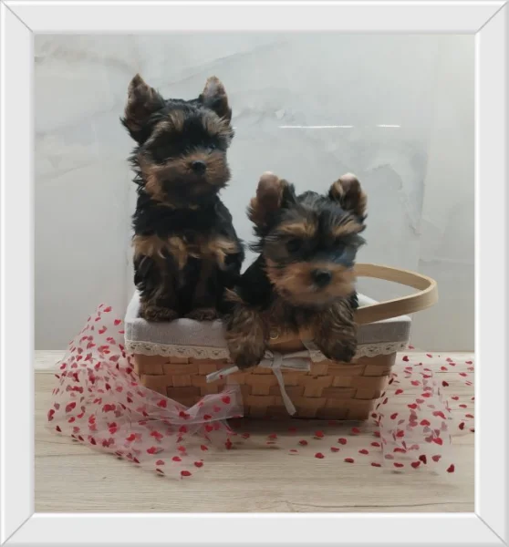 Jorkšírský/Yorkšírský teriér - kluci s PP FCI