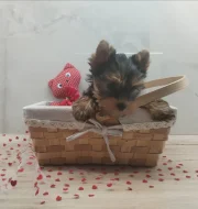 Jorkšírský/Yorkšírský teriér - kluci s PP FCI