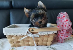 Jorkšírský/Yorkšírský teriér - kluci s PP FCI