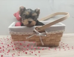 Jorkšírský/Yorkšírský teriér - kluci s PP FCI