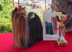 Jorkšírský/Yorkšírský teriér - kluci s PP FCI