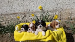 Kavalír King Charles Španěl - štěňátka s PP