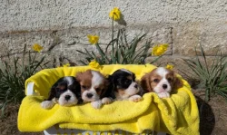 Kavalír King Charles Španěl - štěňátka s PP