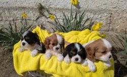 Kavalír King Charles Španěl - štěňátka s PP
