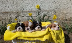 Kavalír King Charles Španěl - štěňátka s PP