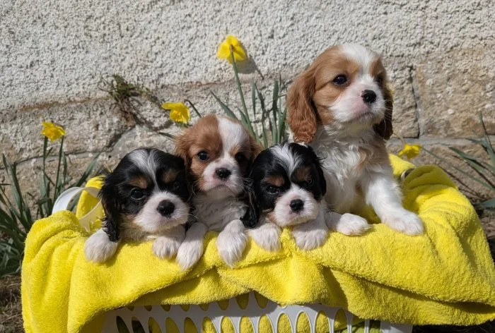 Kavalír King Charles Španěl - štěňátka s PP