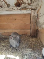 2 malé a 2 staré králíky