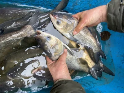 Prodáme tolstolobika