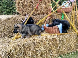 NĚMECKÝ OVČÁK - ŠTĚŇÁTKA S (PP) RODOKMENEM - FCI