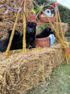 NĚMECKÝ OVČÁK - ŠTĚŇÁTKA S (PP) RODOKMENEM - FCI