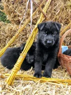 NĚMECKÝ OVČÁK - ŠTĚŇÁTKA S (PP) RODOKMENEM - FCI