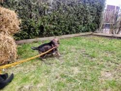 NĚMECKÝ OVČÁK - ŠTĚŇÁTKA S (PP) RODOKMENEM - FCI