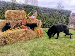 NĚMECKÝ OVČÁK - ŠTĚŇÁTKA S (PP) RODOKMENEM - FCI
