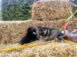 NĚMECKÝ OVČÁK - ŠTĚŇÁTKA S (PP) RODOKMENEM - FCI