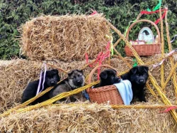 NĚMECKÝ OVČÁK - ŠTĚŇÁTKA S (PP) RODOKMENEM - FCI