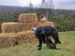 NĚMECKÝ OVČÁK - ŠTĚŇÁTKA S (PP) RODOKMENEM - FCI