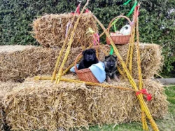 NĚMECKÝ OVČÁK - ŠTĚŇÁTKA S (PP) RODOKMENEM - FCI