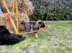 NĚMECKÝ OVČÁK - ŠTĚŇÁTKA S (PP) RODOKMENEM - FCI