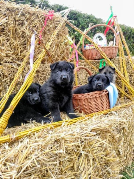 NĚMECKÝ OVČÁK - ŠTĚŇÁTKA S (PP) RODOKMENEM - FCI
