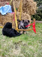 NĚMECKÝ OVČÁK - ŠTĚŇÁTKA S (PP) RODOKMENEM - FCI