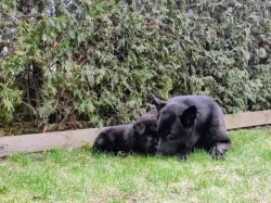 NĚMECKÝ OVČÁK - ŠTĚŇÁTKA S (PP) RODOKMENEM - FCI