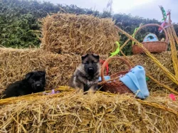 NĚMECKÝ OVČÁK - ŠTĚŇÁTKA S (PP) RODOKMENEM - FCI