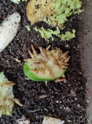 Subulina octona brazil