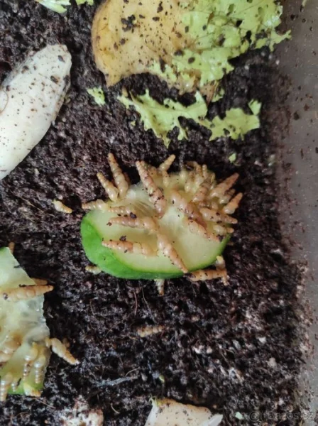 Subulina octona brazil