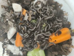 Mnohonožky - mláďata bez určeného pohlaví