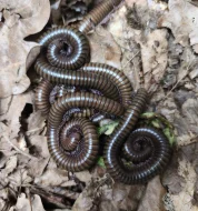 Mnohonožky - mláďata bez určeného pohlaví