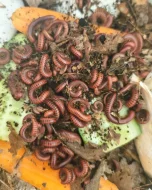 Mnohonožky - mláďata bez určeného pohlaví