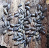 Isopody - stínky a svinky