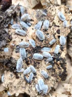 Isopody - stínky a svinky