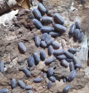 Isopody - stínky a svinky