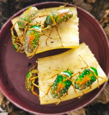 ZLATOHLÁVCI larvy: Stephanorrhina guttata, Eudicella hornimani F2