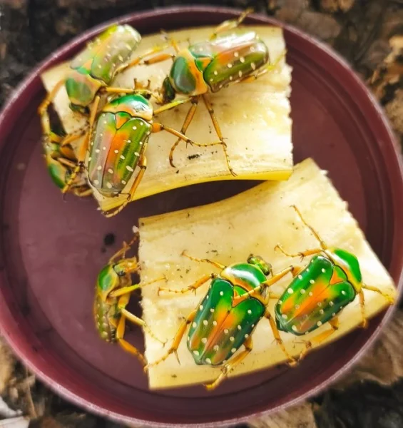 ZLATOHLÁVCI larvy: Stephanorrhina guttata, Eudicella hornimani F2