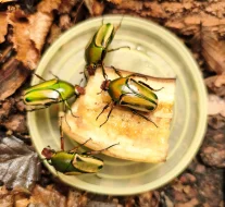 ZLATOHLÁVCI larvy: Stephanorrhina guttata, Eudicella hornimani F2