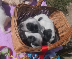 Anglický kokršpaněl - štěňata