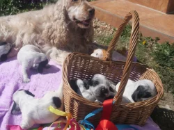 Anglický kokršpaněl - štěňata