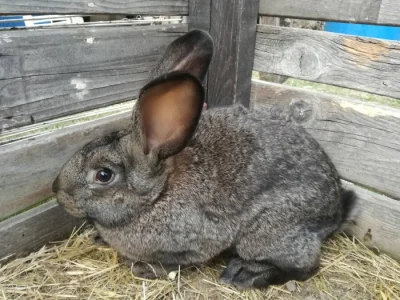 Nabízím mladé samičky vhodné do chovu