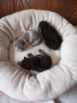 Prodám perská koťata