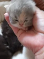 Prodám perská koťata