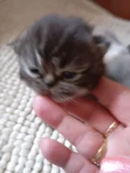 Prodám perská koťata