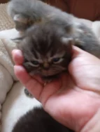 Prodám perská koťata