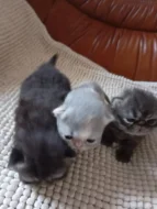 Prodám perská koťata