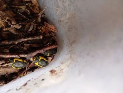 Prodám zlatohlávky Pachnoda sinuata flaviventris