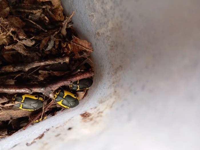 Prodám zlatohlávky Pachnoda sinuata flaviventris